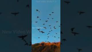 #newvideoworld Qaafirana Full screen status  |New Video World PS|