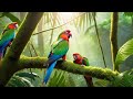 Ringneck parrot videos  compilation bird@ParrotMedia