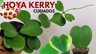 hoya kerri cuidados CHUYITO JARDINERO