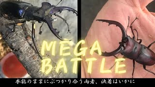 【Prosopocoilus inclinatus vs Lucanus maculifemoratus】ノコギリクワガタとミヤマクワガタのプライドをかけた戦い