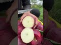 Skills cutting test apple fruit in the farm amazing #apple #landscape #satisfying