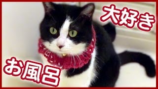 風呂好き猫ハッチ♡シャワーは毎晩かかさない！〜お風呂のお湯も大好き　- Cute Cat Hatch Likes Bath Shower.