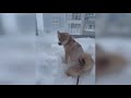 russia is damned a terrible snow storm hit sakhalin people are in fear