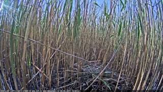 Latvian Bittern 2015 06 06 both young Bittern from nest and back 19:06