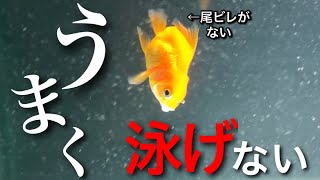 【大切な金魚】弥富生産者の池でミドリガメによって下半身を食いちぎられてしまった金魚…尾ビレ再生に向けての記録です。