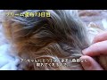 【続編・効果報告】わんこのイボ・できもの対策