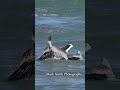 Crazy brown pelican tries to eat an Osprey but the Osprey has other plans. #wildlife #bird