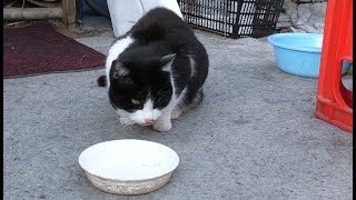 【地域猫】ナナ姫との闘いFourth round‼ある食材でうP主完全勝利する。【魚くれくれ野良猫製作委員会】