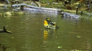 山中湖 大洞の泉のキビタキ（雄）の水浴び　その１４（4K動画）