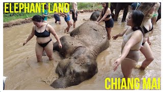 Elephant land | Chiang Mai | Thailand