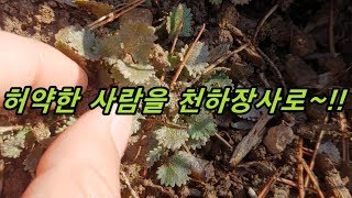 하루만 먹어도 기력이 샘솟고 옴 몸에 양기가 강해지는 신비한 약초