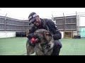 gdp working dogs based at headquarters put through their paces in recent training exercises