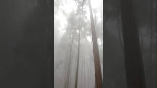 Way to Tinchulay Darjeeling #darjeeling #tinchuley #hillstation #shortsvideo