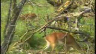 Steenbok Pair 10-15-07  3:45 pm CAT