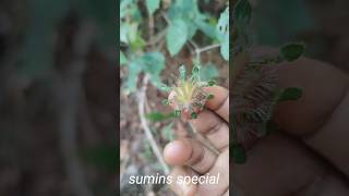 ഈ ചെടിയുടെ പേര് പറയാമോ🫒🫒 #nature #plant #whatisthisplant #plant #shorts #viral #reels #youtube #new