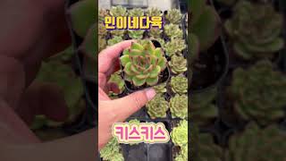 가격 착하고 이쁜 쪼꼬미 국민다육! 방문시 800원 택배시 1,000원 #succulent #flower #plants #국민다육 #민이네다육 010-6863-0625