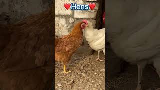 ❤️Hens❤️ #pleasesubscribe for more videos Thanks.