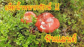 เก็บเห็ดมันปู เห็ดน้ำหมากยักษ์ จ้าพี่น้อง😍🍄🍄🍄