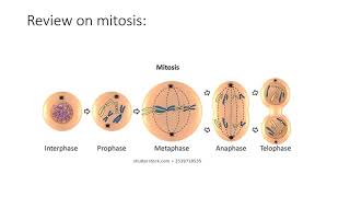 LS Chapter 1 Document 3: Meiosis