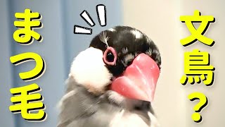 【面白い文鳥】ツッコミどころ満載な【つけまつげ文鳥】が可愛すぎるwww False eyelashes Java sparrow