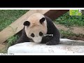 sub a baby panda loves ice │ panda family🐼