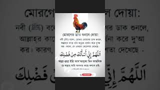 মোরগের ডাক শুনলে দোয়া।। #Islamic #short