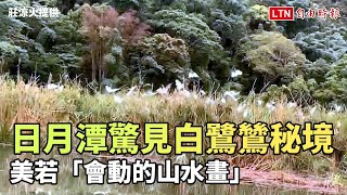 日月潭驚見白鷺鷥秘境 美若「會動的山水畫」(莊涼火提供)