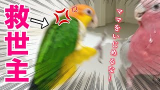 オウムにいじめられてるママを見て全力で助けようとするインコが愛おしすぎました‥【シロハラインコ】