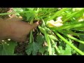 Why Zucchini and Squash Turn Brown/Tip Rot: Pollination, Male & Female Flowers - TRG 2015