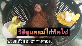 EP.1  วิธีดูแลแม่ไก่ระหว่างฟักไข่