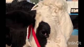 Jealous Cow Doesn't Approve Of Mom'sBoyfriend | The Dodo