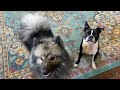 Hilarious! Boston Terrier And Keeshond Play With Beach Ball And Silliness Ensues!