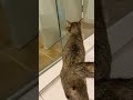 茶トラ猫にゃにゃ、ガラス越しにサビ猫ここにゃと対面…結果は？【サビ猫ここにゃの癒し動画】 shorts