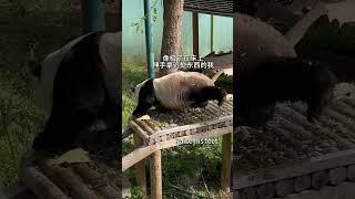 Panda reach brunch like human 这灵岩怎么拿个东西和人一样 #panda #熊猫 #cute #熊猫界顶流 #搞笑 #animals #funny #可愛