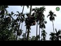 arecanut tree climbing machine betel nut areca nut tree climber bike