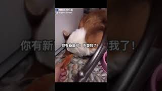 【有趣影片】家裡來了新成員小貓，狗狗吃醋一直哄不好