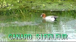 CRI du CANARD SIFFLEUR - Wigeon