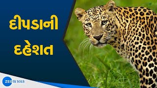 Panchmahal : Leopard Caught In Cage | ગામડામાં રહેતા લોકો માટે રાહતના સમાચાર | Leopard Attack 2020