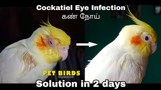 Cockatiel Eye Infection | Solution | Tamil