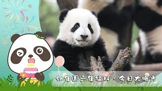 《熊貓主題趴》幼年園六年猛料，今日大曝光 | iPanda熊貓頻道