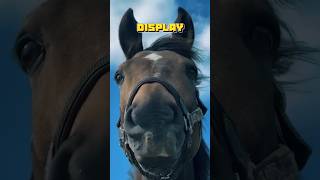 The Majestic Beauty of Wild Horses | Horse🐎✨. #horse #shorts #reels #video #viral #ytshorts #animal