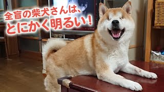 これが両目のない柴犬よっ！ 緑内障で両目とも摘出した柴犬さん、元気で明るすぎる｜PECO