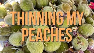 Thinning my peach tree