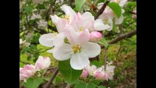 Bahar çiçekleri (Spring flowers)