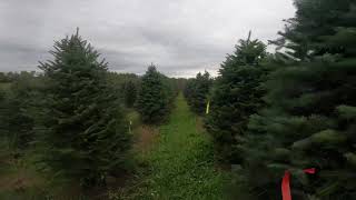 Balsam Fir Christmas Trees Ready to Harvest