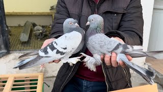 Viranşehirden Motorcu Celal Kardeşimizin Kümesinden 8 adet aldık ‼️