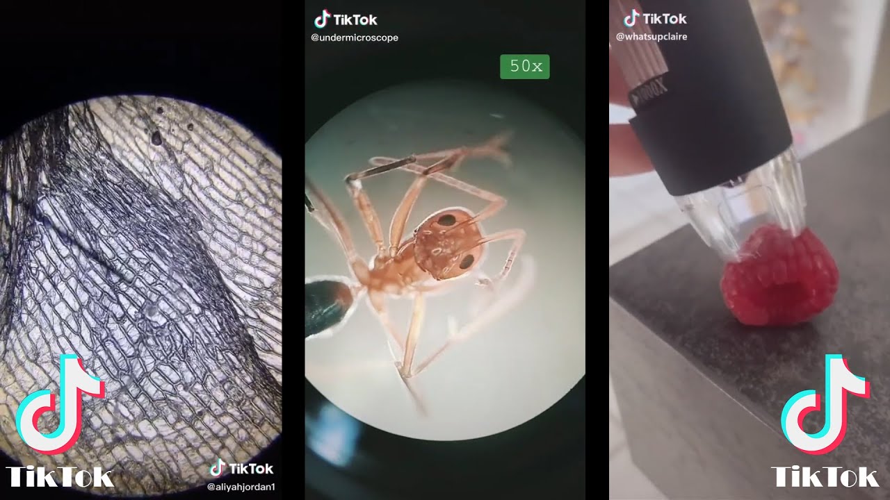 Hot Dog Under Microscope Tiktok At Stephen Bobo Blog