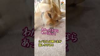 【柴犬】眠いシバ犬とうるさい飼い主　アフレコ　#shorts