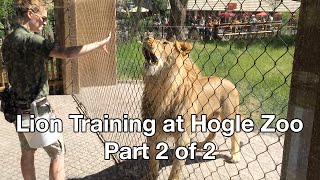 Lion Training at Hogle Zoo in Salt Lake City, Utah (Part 2 of 2)