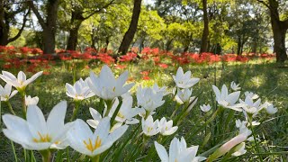 2021/09/24　四万十川沿い　入田ヤナギ林の曼珠沙華　見頃です！　〜高知県四万十市〜